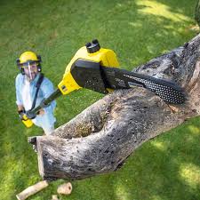 Best Tree Trimming and Pruning  in Croom, MD
