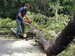 Best Seasonal Cleanup (Spring/Fall)  in Croom, MD