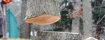 Best Firewood Processing and Delivery  in Croom, MD