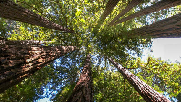 How Our Tree Care Process Works  in  Croom, MD