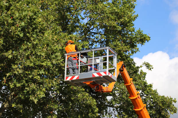 Best Tree Risk Assessment  in Croom, MD