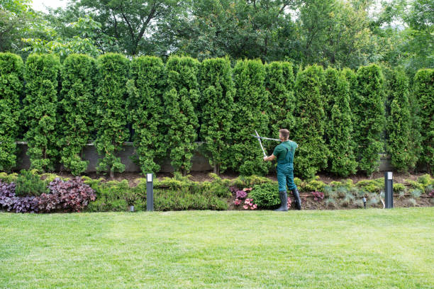 Best Storm Damage Tree Cleanup  in Croom, MD