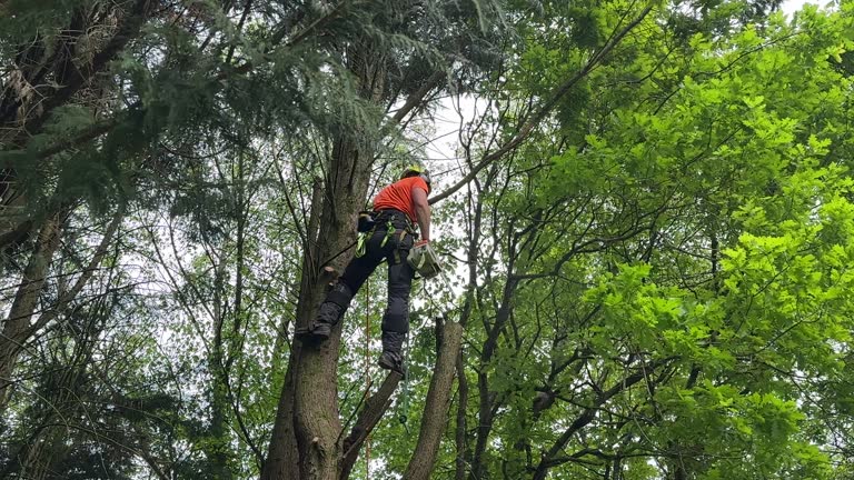 Trusted Croom, MD Tree Removal Experts