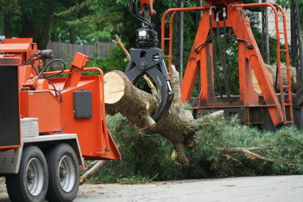 Best Palm Tree Trimming  in Croom, MD