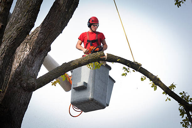Best Tree Health Inspection  in Croom, MD