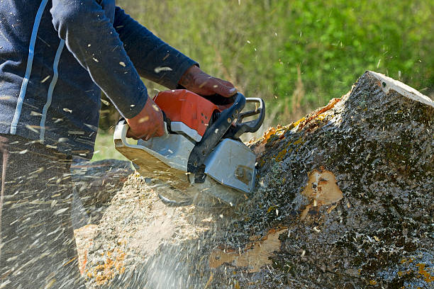 Best Tree Disease Treatment  in Croom, MD